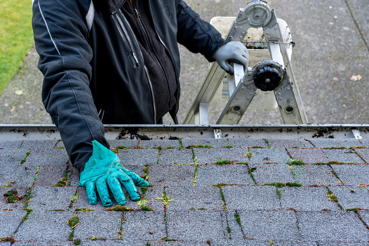 man inspecting and cleaning dirty moss covered roof